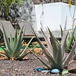 Aloe