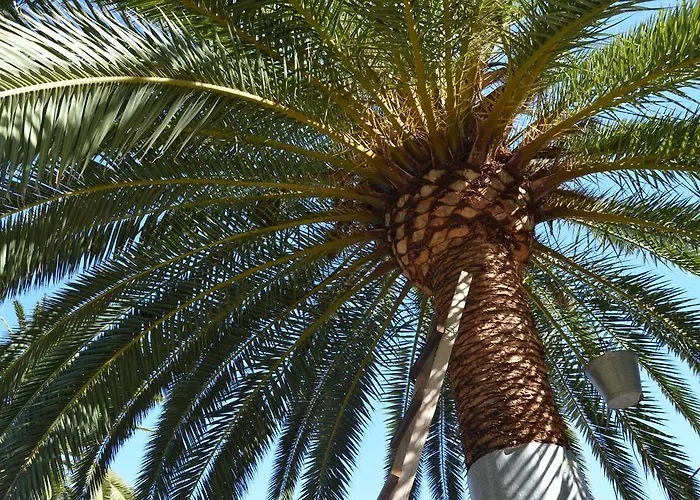Aloe Villa Hermigua