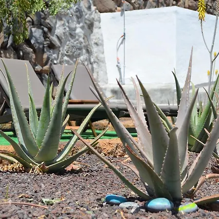Aloe